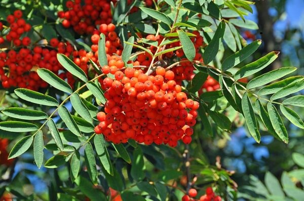 Estratto di sorbo: un aiuto naturale per la pressione arteriosa (studi)