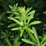 Appiccicosa (Cleavers Galium aparine): pianta con molteplici benefici per il drenaggio linfatico, la pelle e il sistema urinario