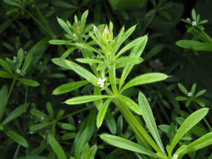Appiccicosa (Cleavers Galium aparine): pianta con molteplici benefici per il drenaggio linfatico, la pelle e il sistema urinario