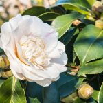 Camellia sinensis utilizzi tradizionali e benefici