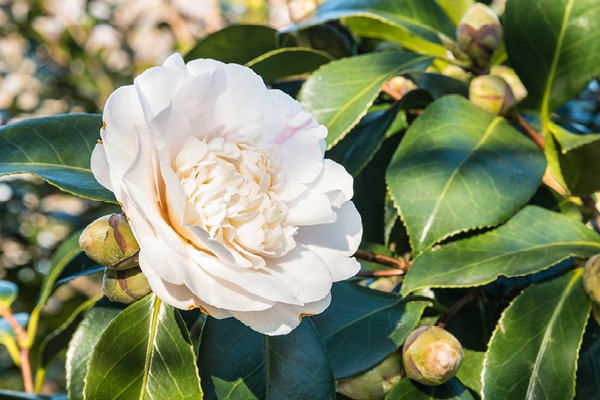 Camellia sinensis utilizzi tradizionali e benefici