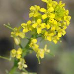Mustard selvatico (mustard di campo): cos’è, a cosa serve e come puoi consumarlo