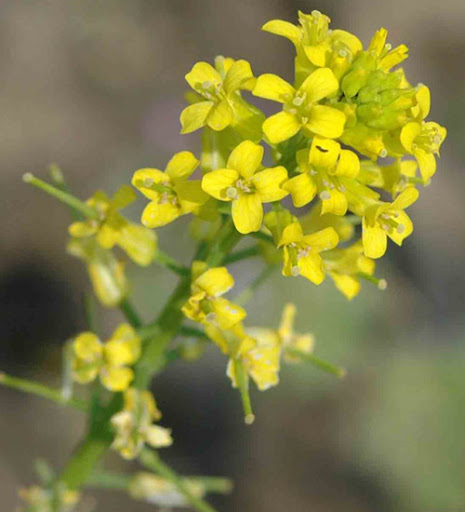 Mustard selvatico (mustard di campo): cos’è, a cosa serve e come puoi consumarlo