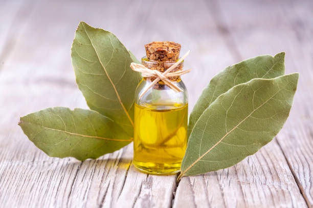 Olio di alloro: come liberarsi rapidamente dai dolori articolari e muscolari (ricetta e modalità d’uso)