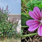 Malva, il velluto che guarisce i polmoni. Benefici scientificamente provati per le affezioni respiratorie