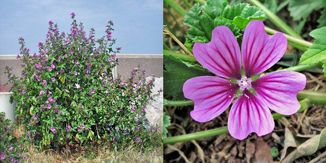 Malva, il velluto che guarisce i polmoni. Benefici scientificamente provati per le affezioni respiratorie