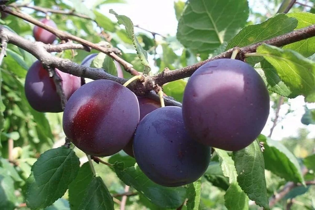 Le prugne: un trattamento delizioso per cuore, ossa e digestione