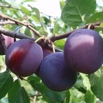 Le prugne: un trattamento delizioso per cuore, ossa e digestione
