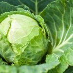 Cosa succede nel tuo corpo quando applichi foglie di cavolo sull’addome prima di dormire