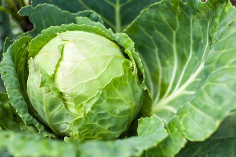 Cosa succede nel tuo corpo quando applichi foglie di cavolo sull’addome prima di dormire