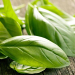 Foglie di basilico: 10 benefici per cui devono essere incluse nella tua dieta