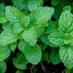La pianta che ferma il gonfiore in meno di 30 minuti ce l’hai in giardino!