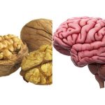 Le noci per la salute del cervello: un rimedio naturale per la memoria e il buon umore