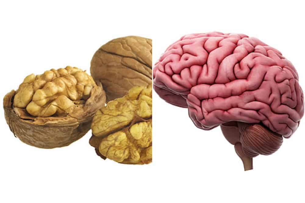 Le noci per la salute del cervello: un rimedio naturale per la memoria e il buon umore