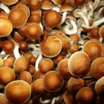 Cosa sono i funghi magici e quali effetti hanno sulla salute fisica e mentale