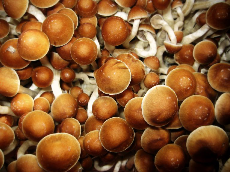 Cosa sono i funghi magici e quali effetti hanno sulla salute fisica e mentale