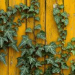 Iedera: 6 beneficii impresionante pentru sănătate