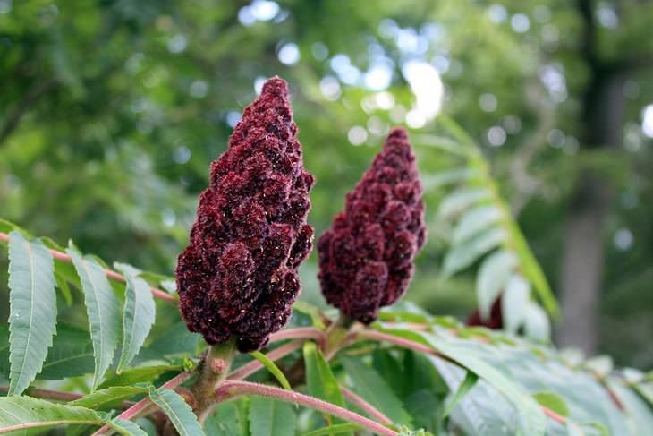 Sumac: cos’è, a cosa serve e precauzioni