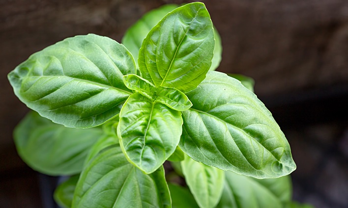 Il basilico nella prevenzione delle malattie degenerative: come agisce questa pianta aromatica sul tuo corpo