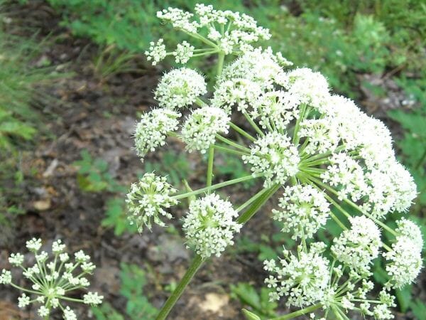 L’Angelica è una pianta medicinale molto potente, con una lunga lista di benefici: scopri come può aiutarti e quali controindicazioni ha