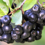 Questo succo è oro liquido puro per il tuo cuore e la tua vista; l’uso regolare migliorerà significativamente la salute