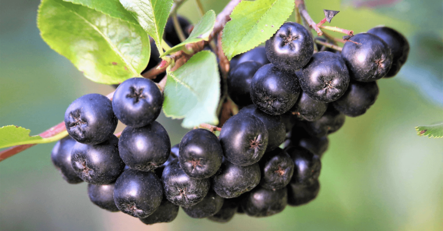 Questo succo è oro liquido puro per il tuo cuore e la tua vista; l’uso regolare migliorerà significativamente la salute