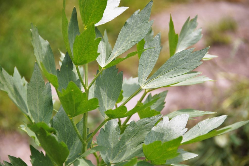 Il Leustean: il rimedio ideale per le infezioni del tratto urinario + altre 4 utilizzi medicinali, modalità di preparazione e somministrazione
