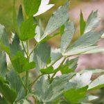 Il Leustean: il rimedio ideale per le infezioni del tratto urinario + altre 4 utilizzi medicinali, modalità di preparazione e somministrazione