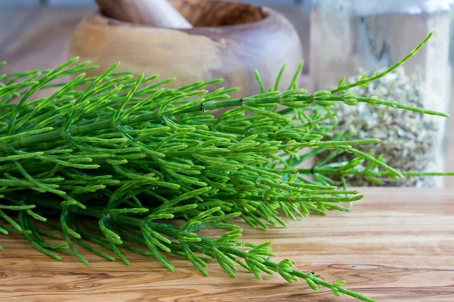 Equiseto: La pianta che sostiene la salute della pelle, delle unghie, dei capelli e delle articolazioni: come utilizzarla e quali sono i potenziali effetti collaterali