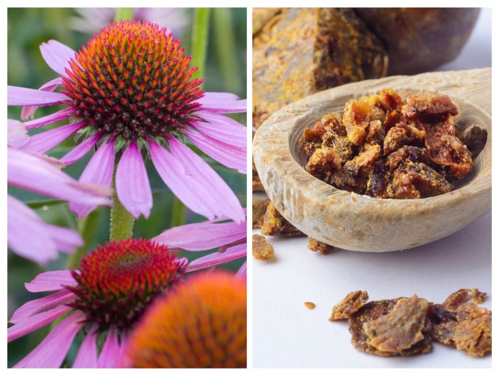 La miscela di echinacea con propoli ripristina la salute e l’armonia del corpo: scopri come prepararla a casa