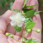 Il mirto: una pianta con molteplici benefici per la salute e come preparare lo sciroppo di mirto