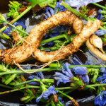 Radice amara di cicoria, il miglior amico del fegato e della cistifellea: ricette e consumo