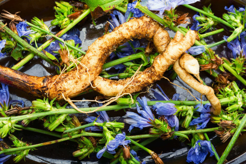 Radice amara di cicoria, il miglior amico del fegato e della cistifellea: ricette e consumo