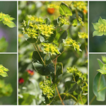 Bupleurum: Pianta antica detoxifiantă care ajută foarte mult sănătatea ficatului, foarte apreciată în medicina tradițională chineză
