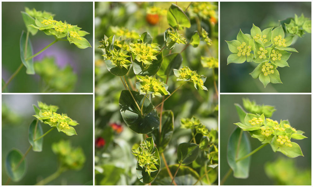 Bupleurum: Pianta antica detoxifiantă care ajută foarte mult sănătatea ficatului, foarte apreciată în medicina tradițională chineză