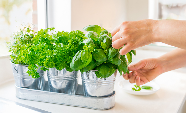 Top 5 piante medicinali che puoi coltivare sul balcone