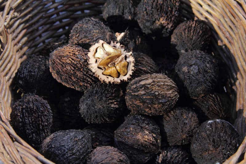 Noci nere: quali benefici apportano alla salute + profilo nutrizionale