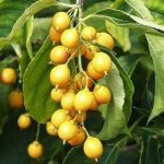 Malkangani: una delle piante più efficaci nella medicina ayurvedica – 5 benefici comprovati per la salute