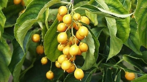 Malkangani: una delle piante più efficaci nella medicina ayurvedica – 5 benefici comprovati per la salute