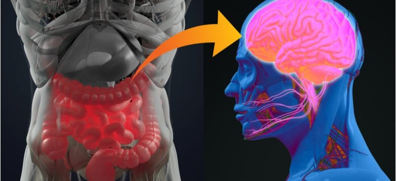 Il legame tra intestino e cervello: cos’è e come ti influenza
