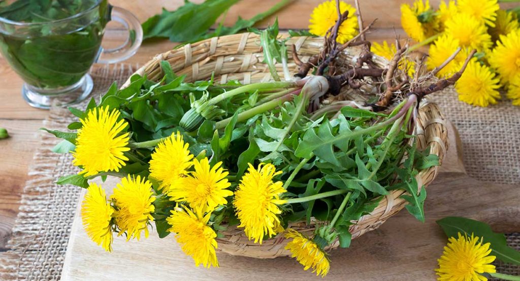 Papavero: un rimedio potente per la disintossicazione del fegato, come prepararlo e consumarlo