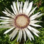 Ciurul Znelor (Carlina acaulis) pianta rara che purifica il sangue, fortifica il fegato e allontana il freddo