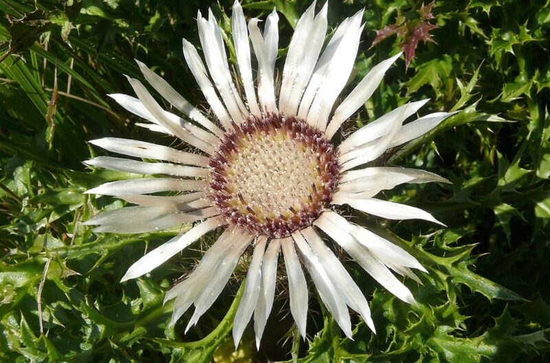 Ciurul Znelor (Carlina acaulis) pianta rara che purifica il sangue, fortifica il fegato e allontana il freddo