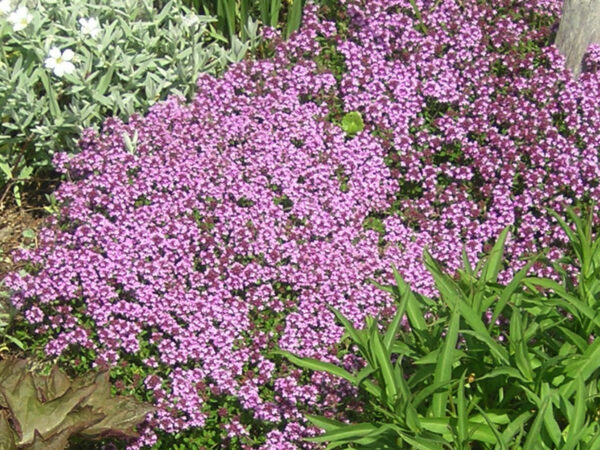 Il Timo di Campo: Una pianta aromatica che allevia i polmoni infiammati