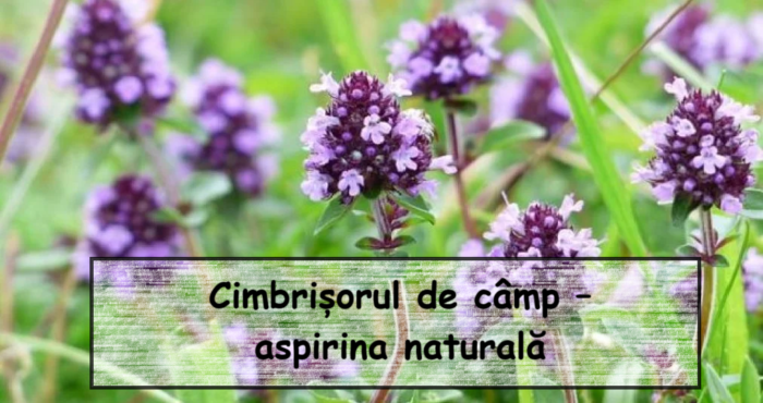 Il timo selvatico: l’aspirina verde del giardino della natura. Cosa dicono gli studi e come puoi usarlo correttamente