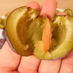 Infusione di noccioli di prugne: Ricetta, modalità di preparazione e benefici