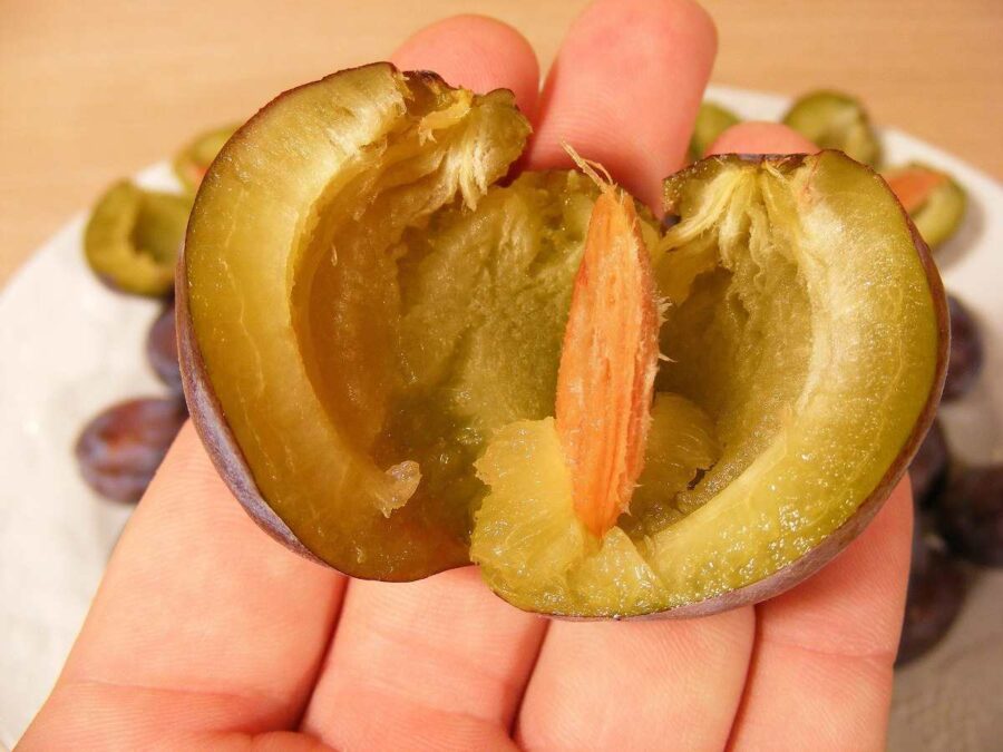 Infusione di noccioli di prugne: Ricetta, modalità di preparazione e benefici