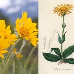 Arnica: un fiore con poteri curative, benefici, utilizzi, precauzioni