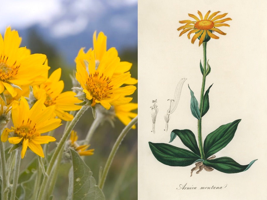 Arnica: un fiore con poteri curative, benefici, utilizzi, precauzioni