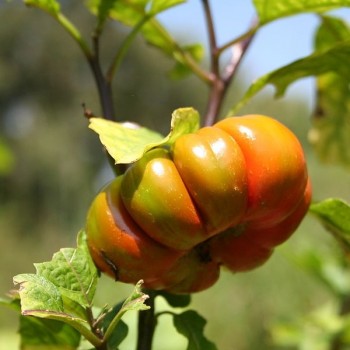 Roie amar (Solanum aethiopicum) benefici e utilizzi